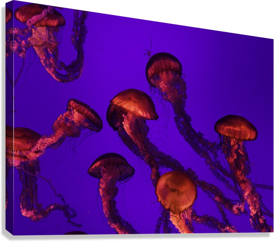 Jelly Fish Canvas Print