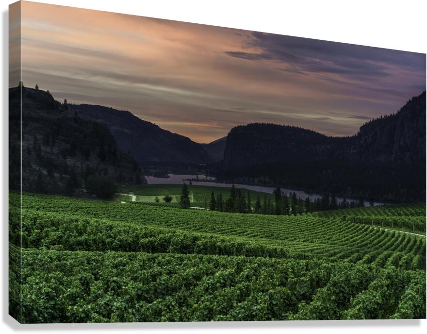 Vineyard Canvas Print