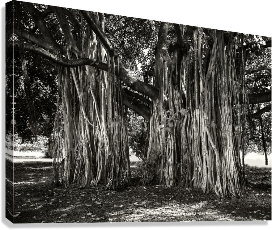 Banyan Tree Canvas Print