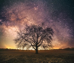 Old tree under star light - London United Kingdom
