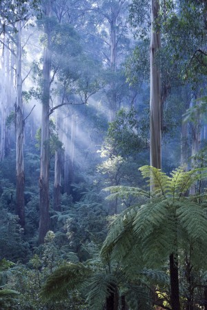 Tree ferns basking in evening light