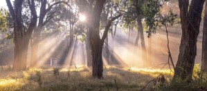 Light Streaming through trees