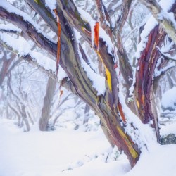 Echo Snow Gums - Mt Baw Baw Australia by Steven Sandner