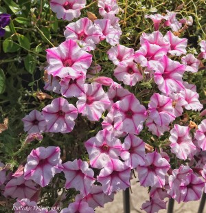 Morning Flowers