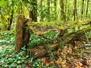 Rustic Fence