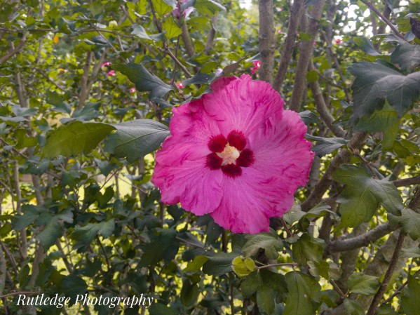 Inspired Elegance Print