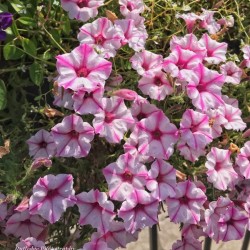 Morning Flowers