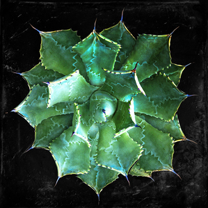 LIGHT GREEN SUCCULENT FULL1