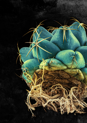 ROOT SUCCULENT