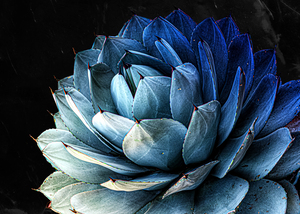 BLUE AGAVE 3