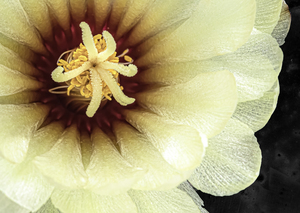 CACTUS WHITE FLOWER