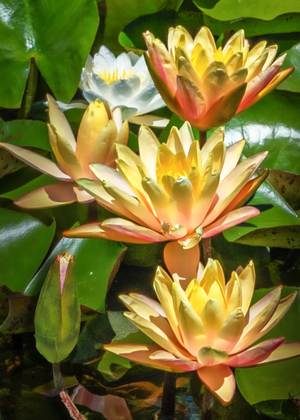 YELLOW WHITE WATERLILY