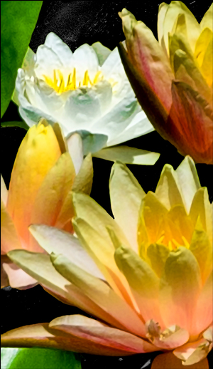 YELLOW WHITE WATERLILY BUDS