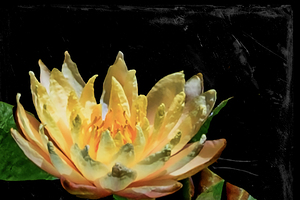 YELLOW WATERLILY