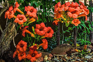RED TRUMPET FLOWER GARDEN