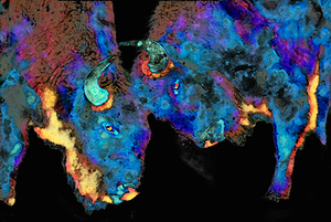 TECHNICOLOR BLUE BUFFALOES