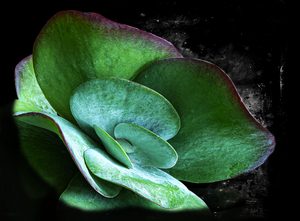 SUCCULENT 