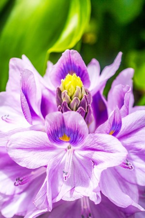 Water Lily by Audie Alexander