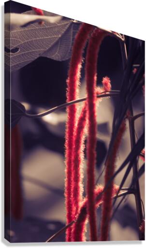 IMG_2021 Canvas Print