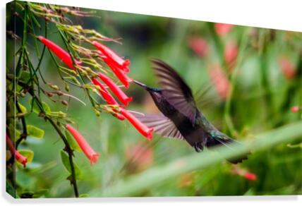 Hummingbird Canvas Print
