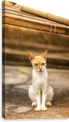 IMG_1320 Canvas Print