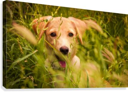 IMG_1411 2 Canvas Print