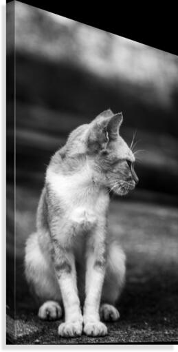 IMG_1324 Canvas Print