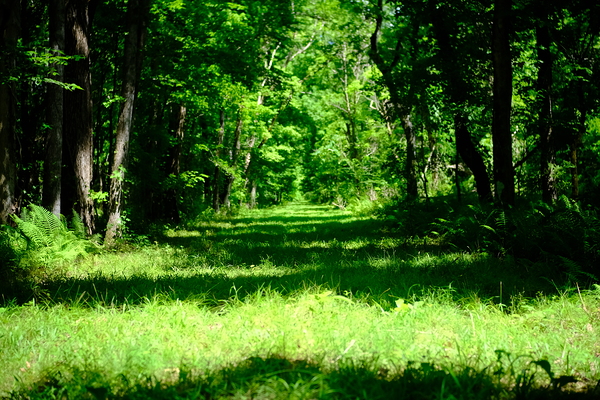 Oxbow Lake 3 - LA by Bill Dillingham