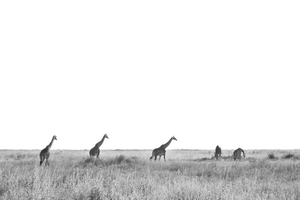 Dusk Grazing 