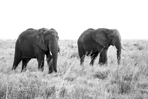 Dusk Grazing Monochromatic