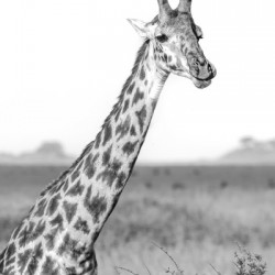 Gentle Giant of Serengeti Monochromatic