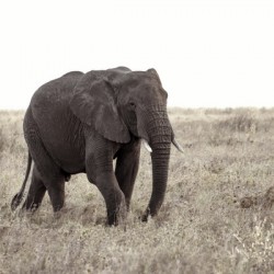 Stately Stride 1