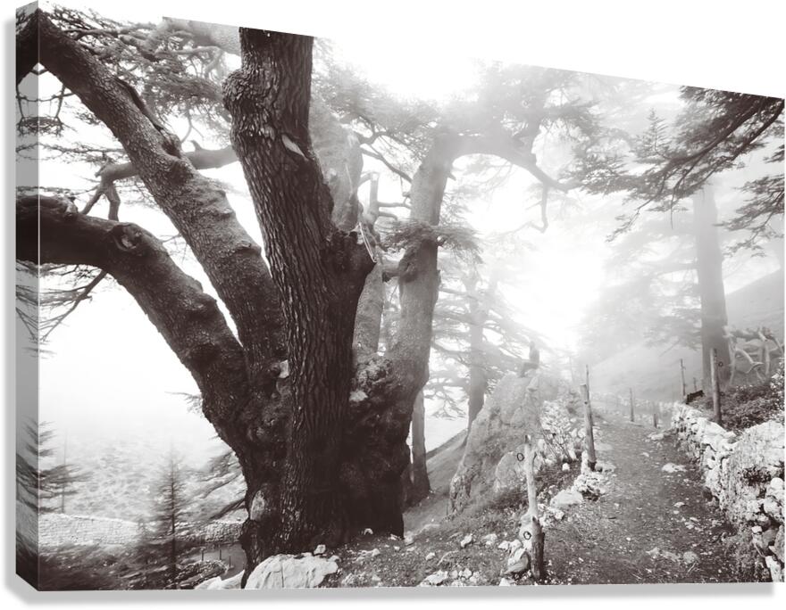 The Silence  Canvas Print