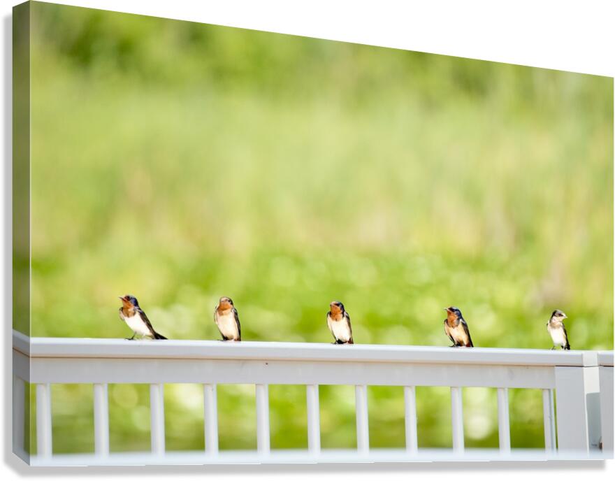 The Gathering  Canvas Print