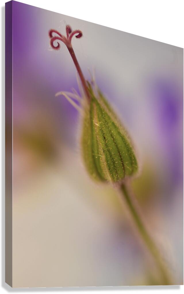The Bloom Canvas Print
