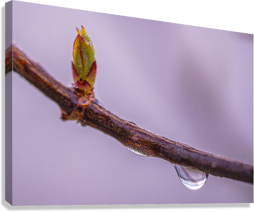 The Drop Canvas Print