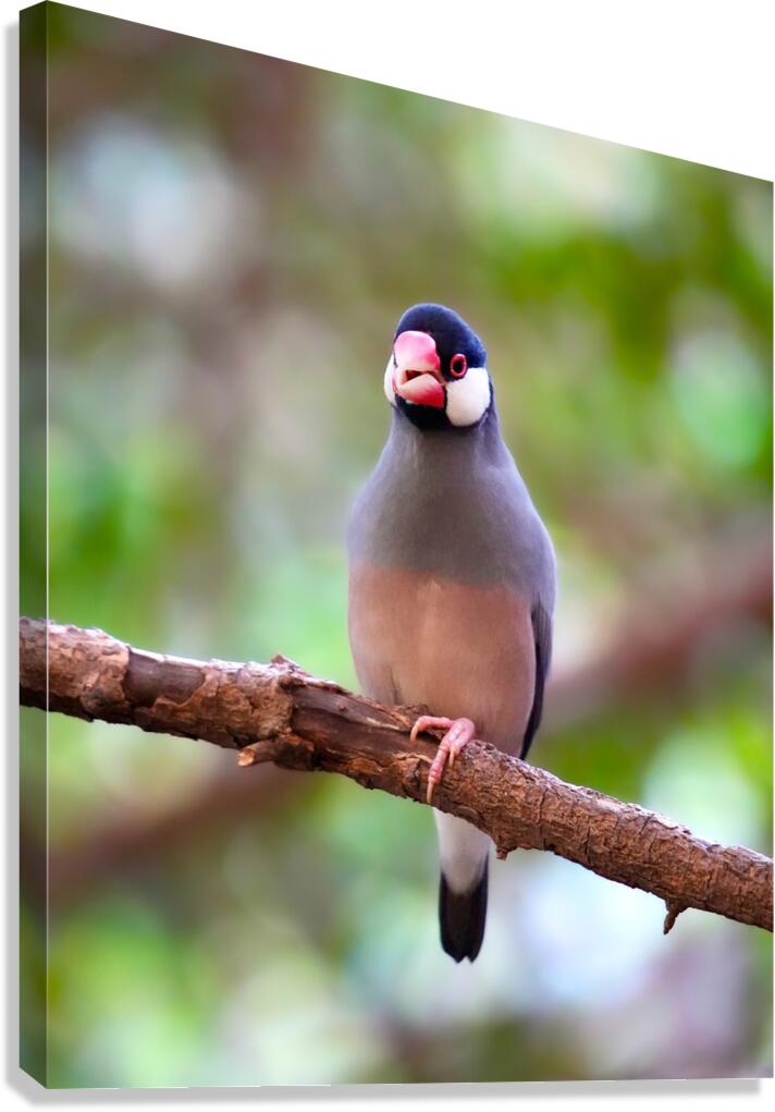 The Watcher  Canvas Print