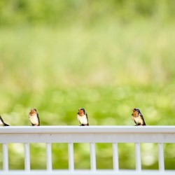 The Gathering 
