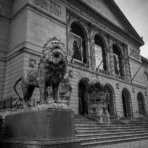 Lions of Chicago 120