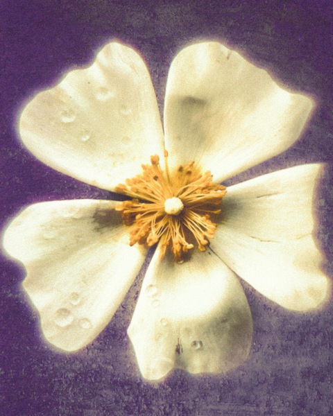 Jewel [ Winter Dream ] Print