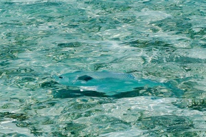 PermitUnderWater