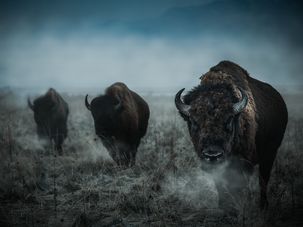 American Bison by Reagos Photos