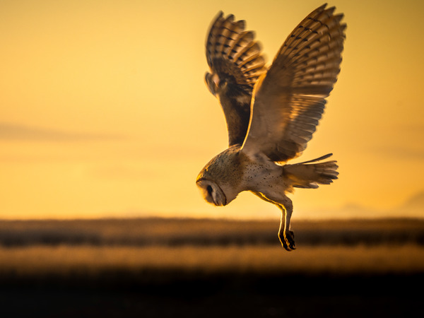 Barn Owl by Reagos Photos