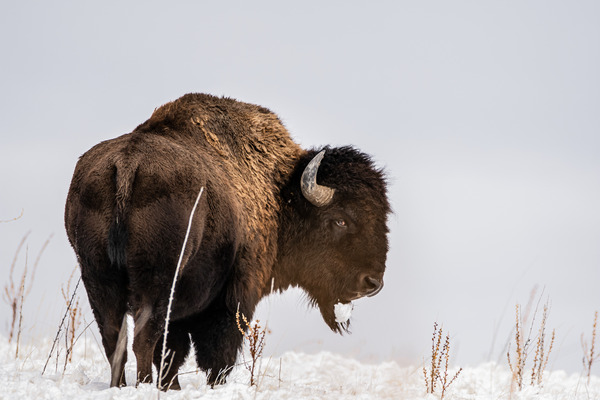 Bison in Snow by Reagos Photos