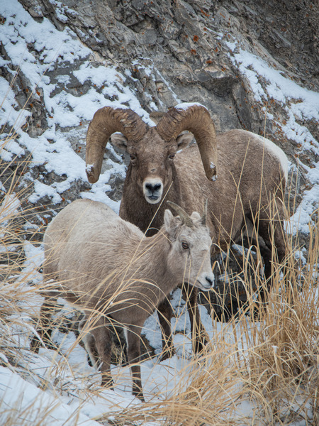 Curious Sheep by Reagos Photos