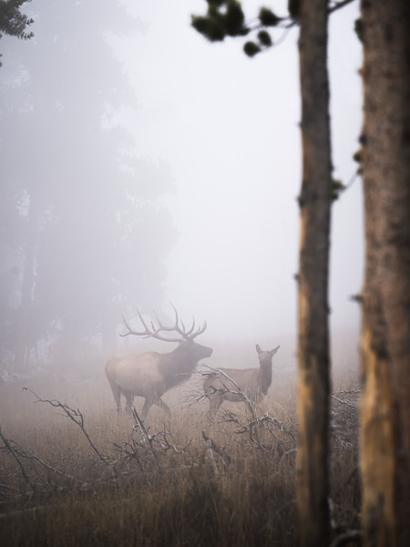 Foggy Yellowstone Mornings by Reagos Photos