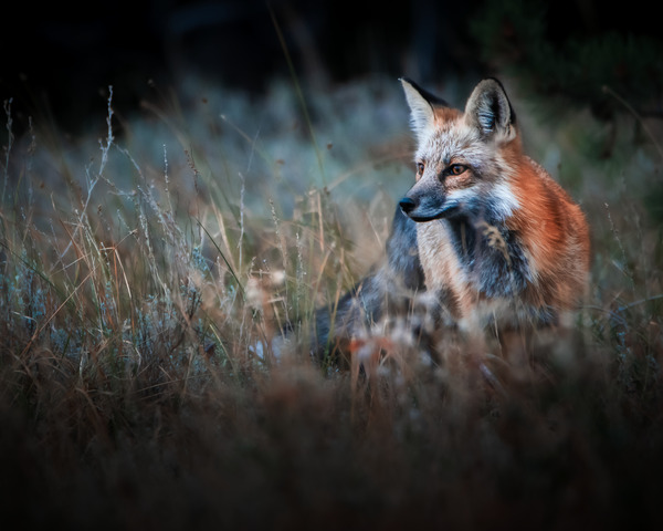 Foxy by Reagos Photos