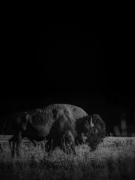 King of Yellowstone by Reagos Photos