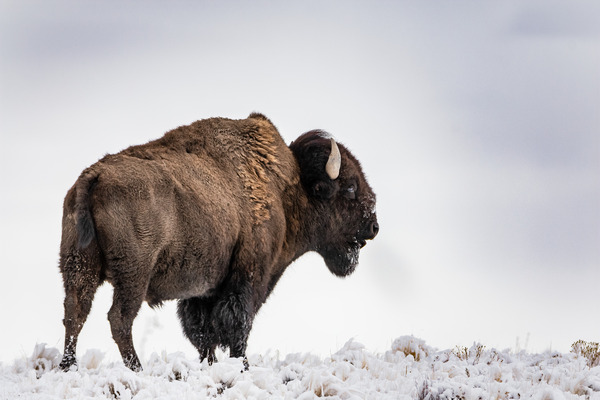 Lone Bison by Reagos Photos