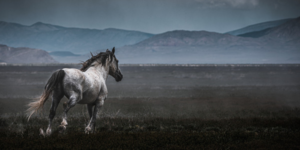 Onaqui Wild Horses by Reagos Photos